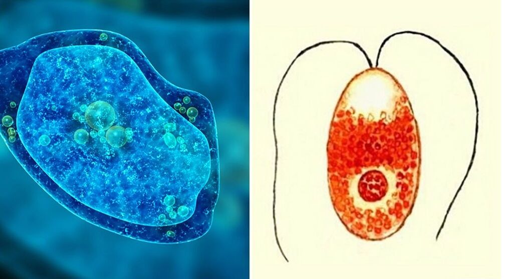protozojski paraziti dizenterična ameba in malarijski plazmodij
