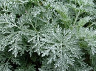 Wormwood proti črvom